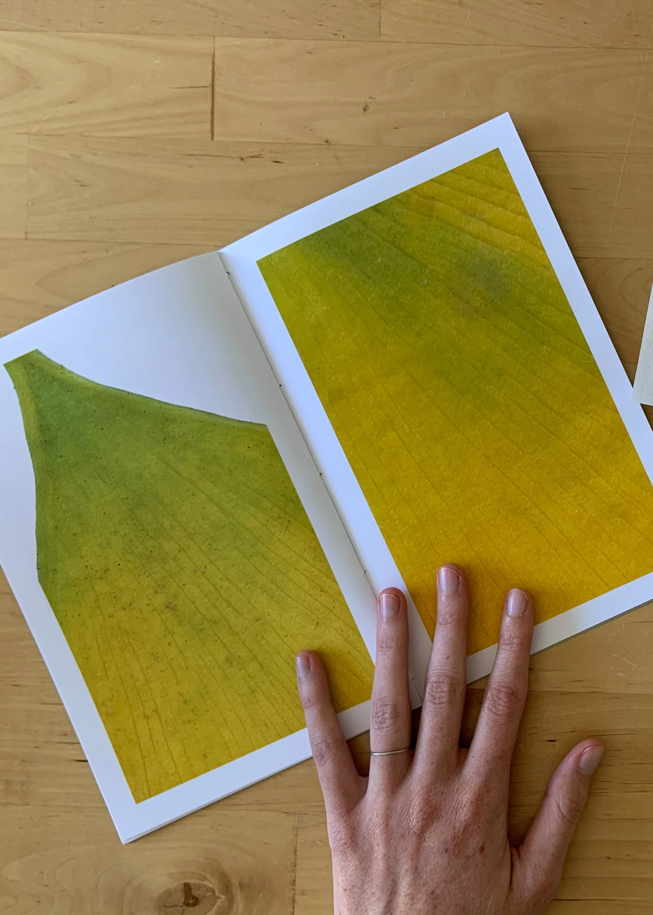 Finding is Losing Something Else (ginkgo and other dreams)