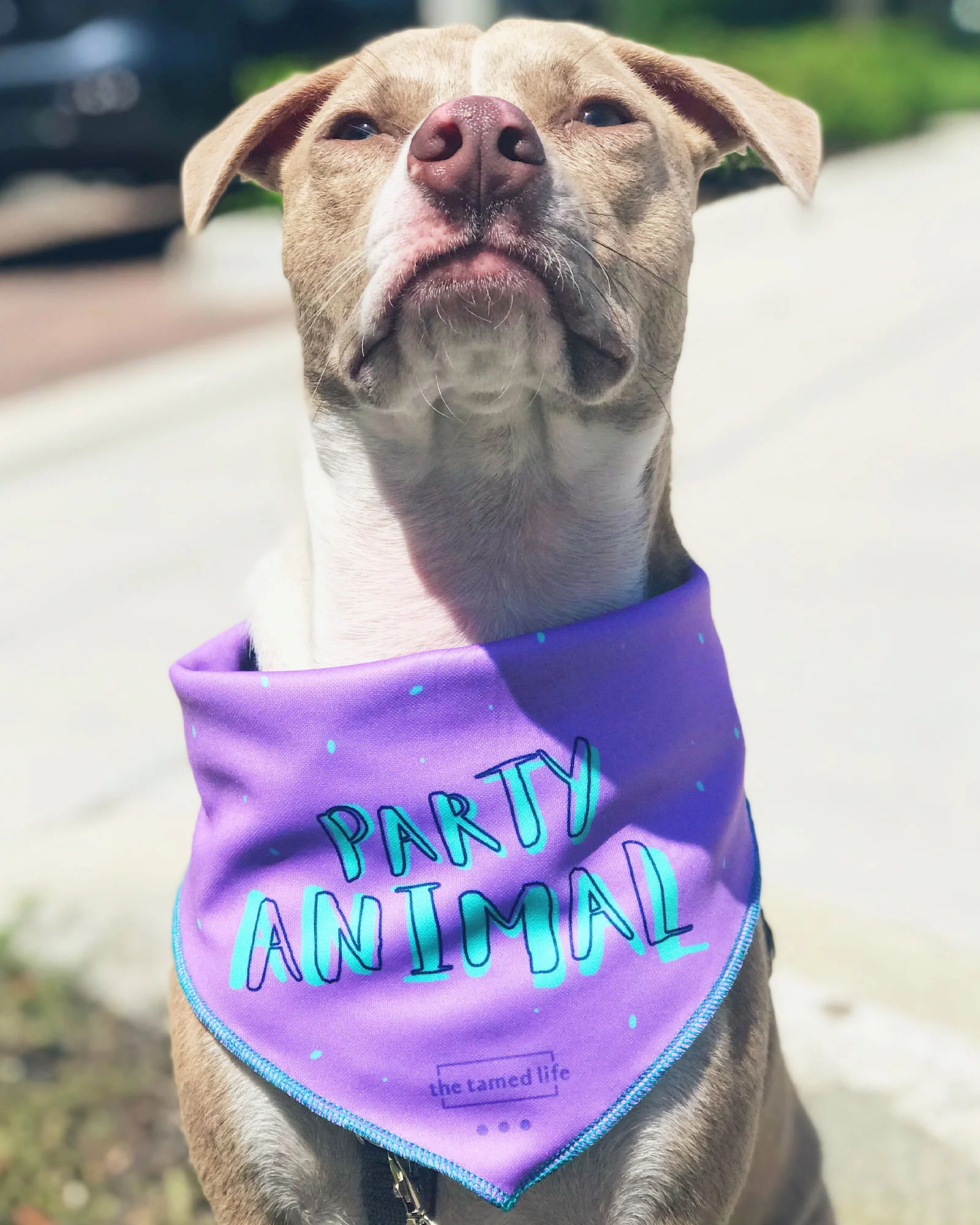 gif_partyanimal_1_3.jpg