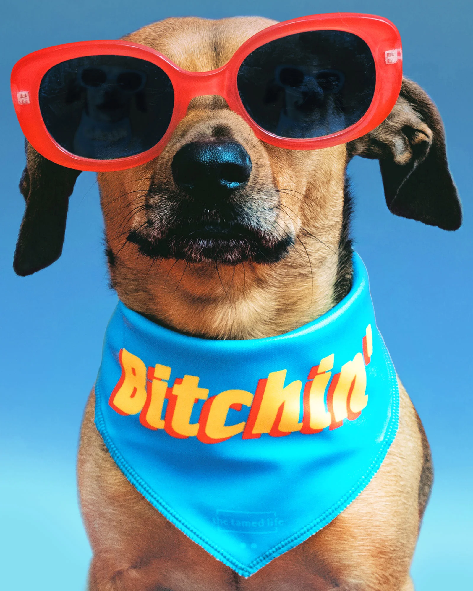 gif_bitchin_1_5.jpg