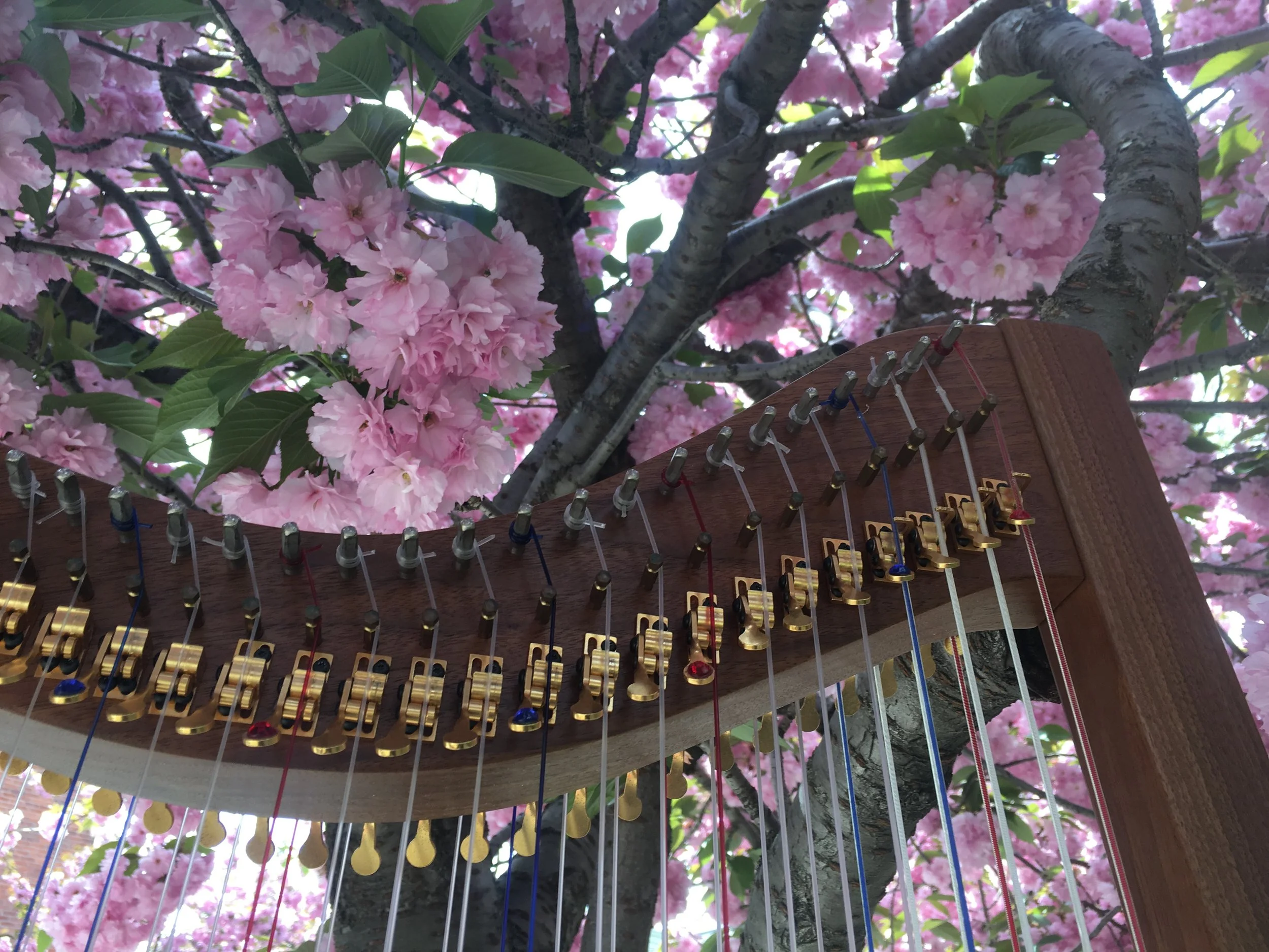 Double-strung harp lessons cherry bottom.JPG