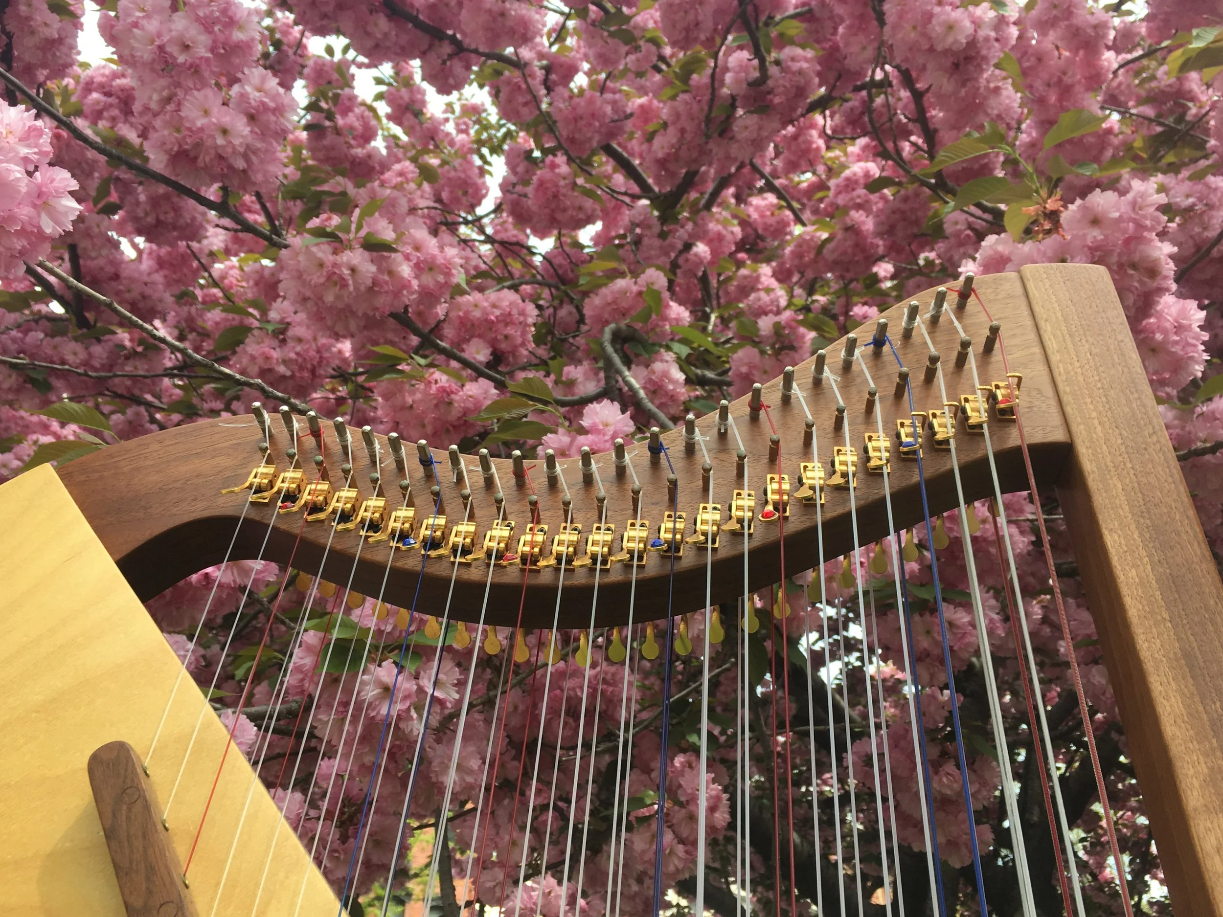 Double-strung harp lessons cherry top.JPG