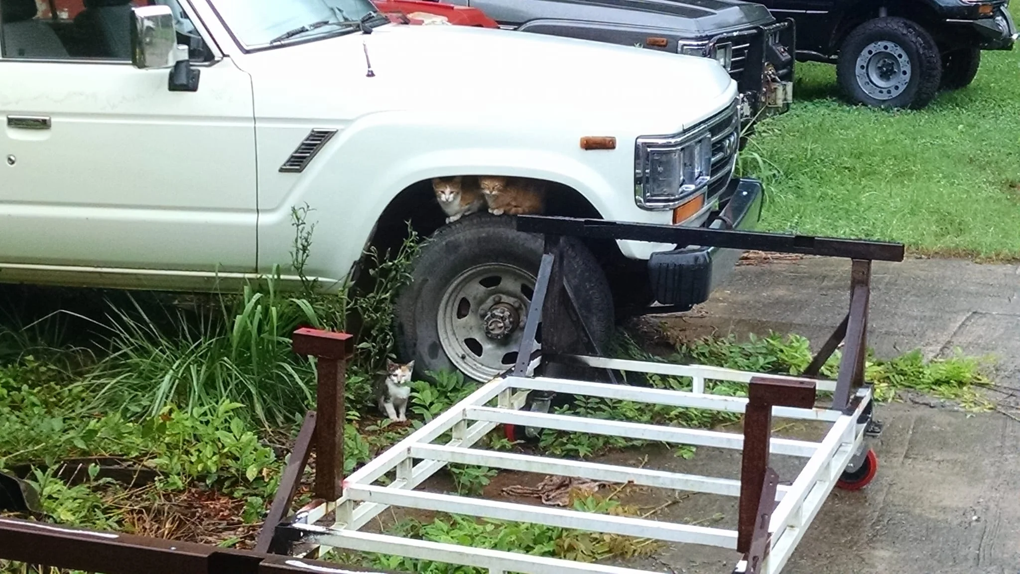 Frick, Frack & Jack, look close you'll find Jack. New shop cats, they have found the feed trailer too, mice in there