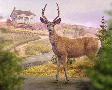 'Deer in the Road' Book Launch!