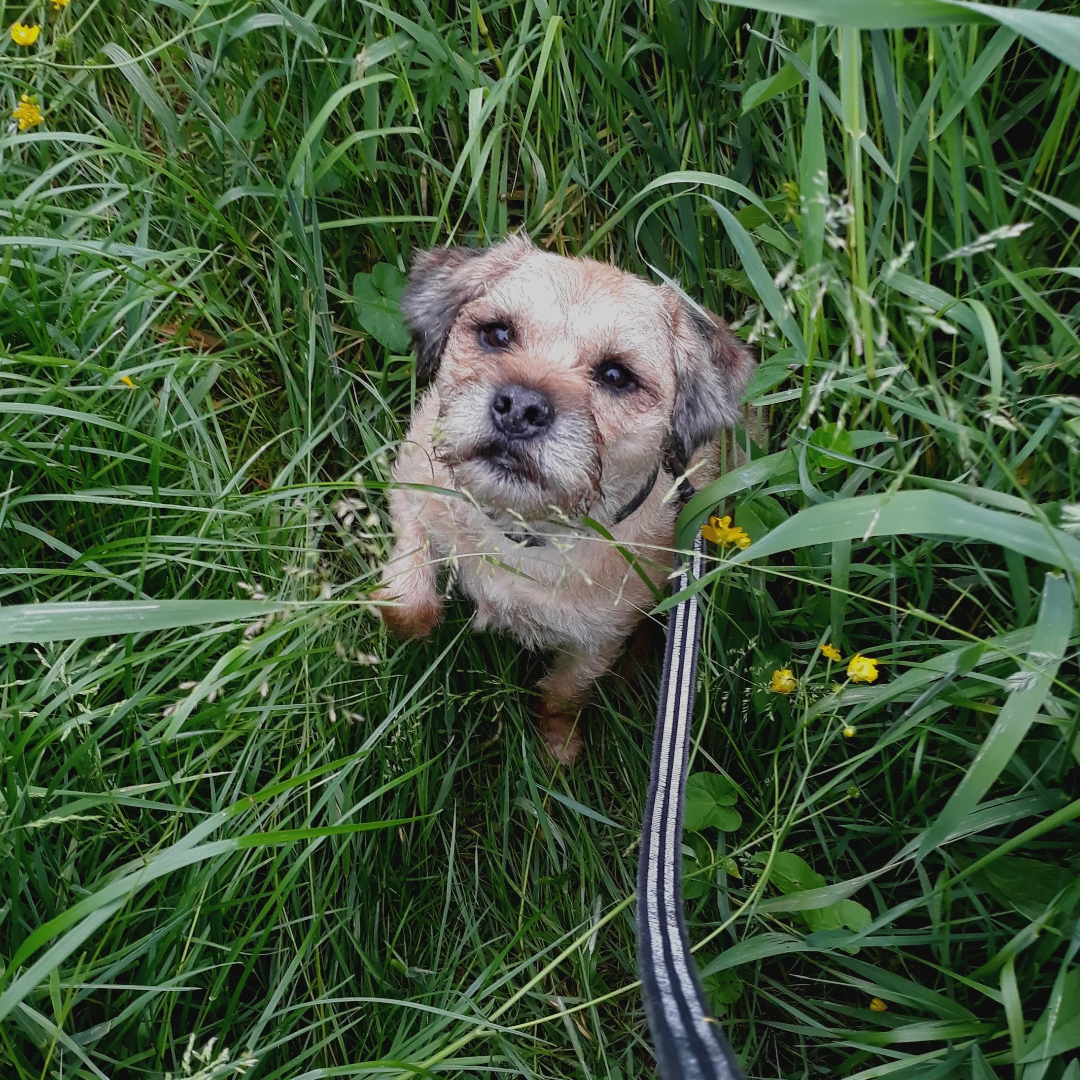 Bertie