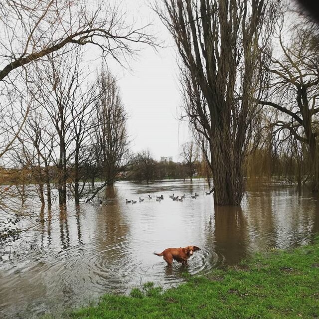 Still a bit wet in York.

#dogwalkeryork #dogwalking #ouse #york #river #yorkfloods