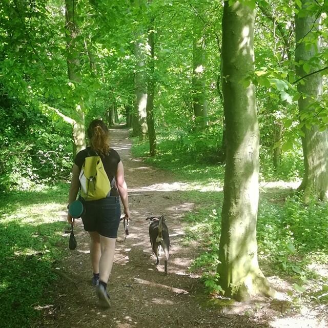 Key workers still need their lovely pups walked! Luckily I know all the best quiet walks. 🤫🐶 #dogwalkeryork #dogwalking #dogs #socialdistancing #walking #spring #york #river #green