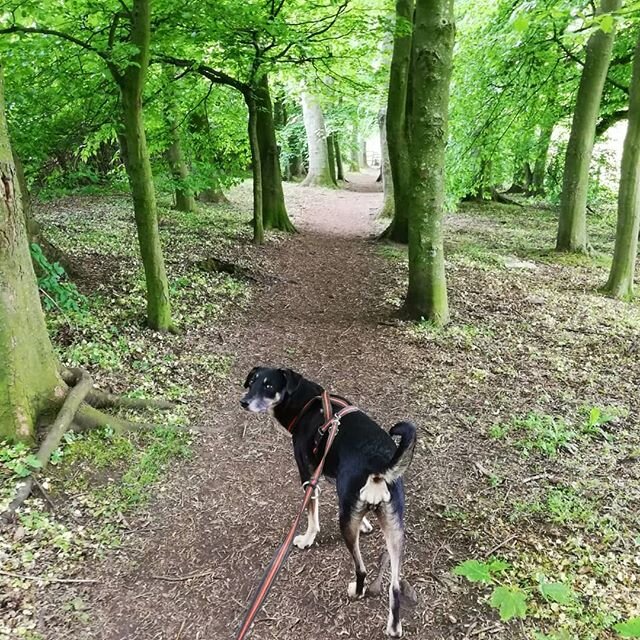 Lovely lady.

#dogwalkeryork #dogwalking #dogs #socialdistancing #walking #spring #york #greenery