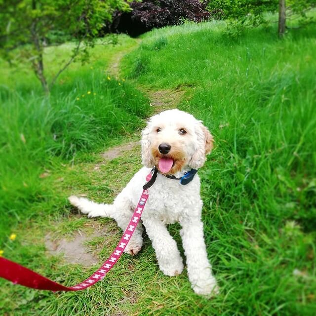 So lovely to be out together again.

#dogwalkeryork #york #dogs #dogwalker #cockerpoo