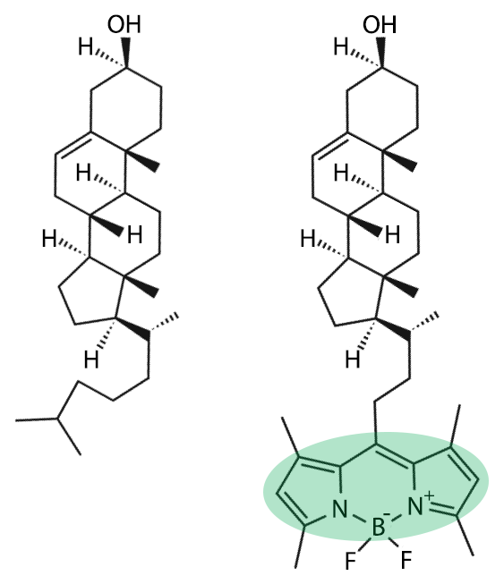 Cholesterol (left) is the most abundant lipid in mammalian plasma membranes. Adding a bulky fluorescent tag (right) can dramatically alter its interactions with other membrane lipids.