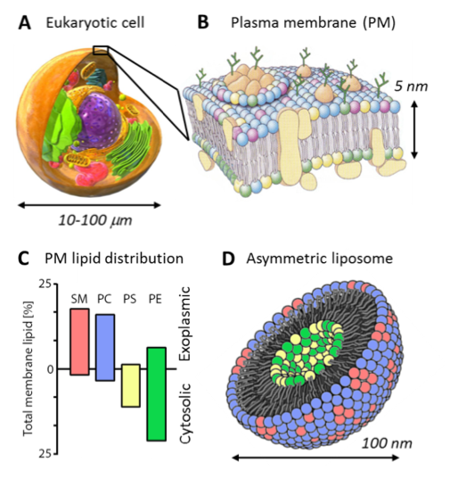 The plasma membrane that surrounds a cell has a distinctive compositional asymmetry, with sphingomyelin and PC lipids enriched in the outer leaflet and the aminophospholipids PS and PE enriched in the inner leaflet. In the field of membrane biophysics, a long standing goal is the preparation of liposomes that mimic this asymmetry.