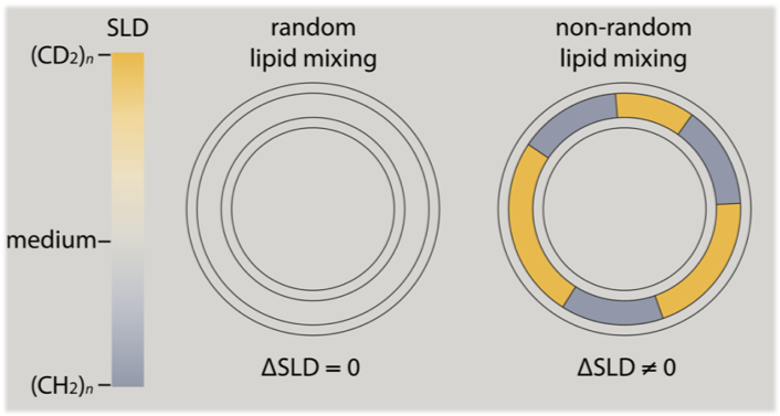 SANS, combined with contrast matching, is sensitive to the lateral organization of lipids in membranes.