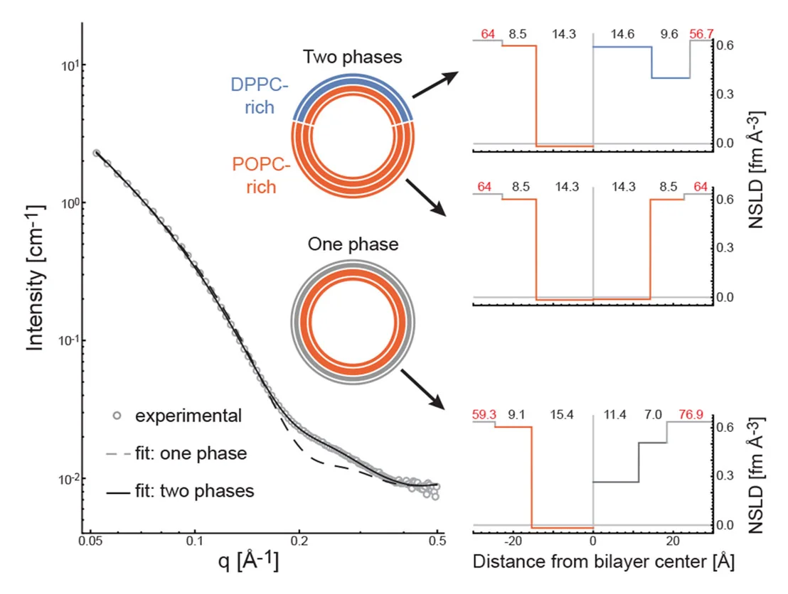 SANS reveals the structure of coexisting domains in an asymmetric model membrane. Image from Heberle et al. 2016 Langmuir 32:5195 .