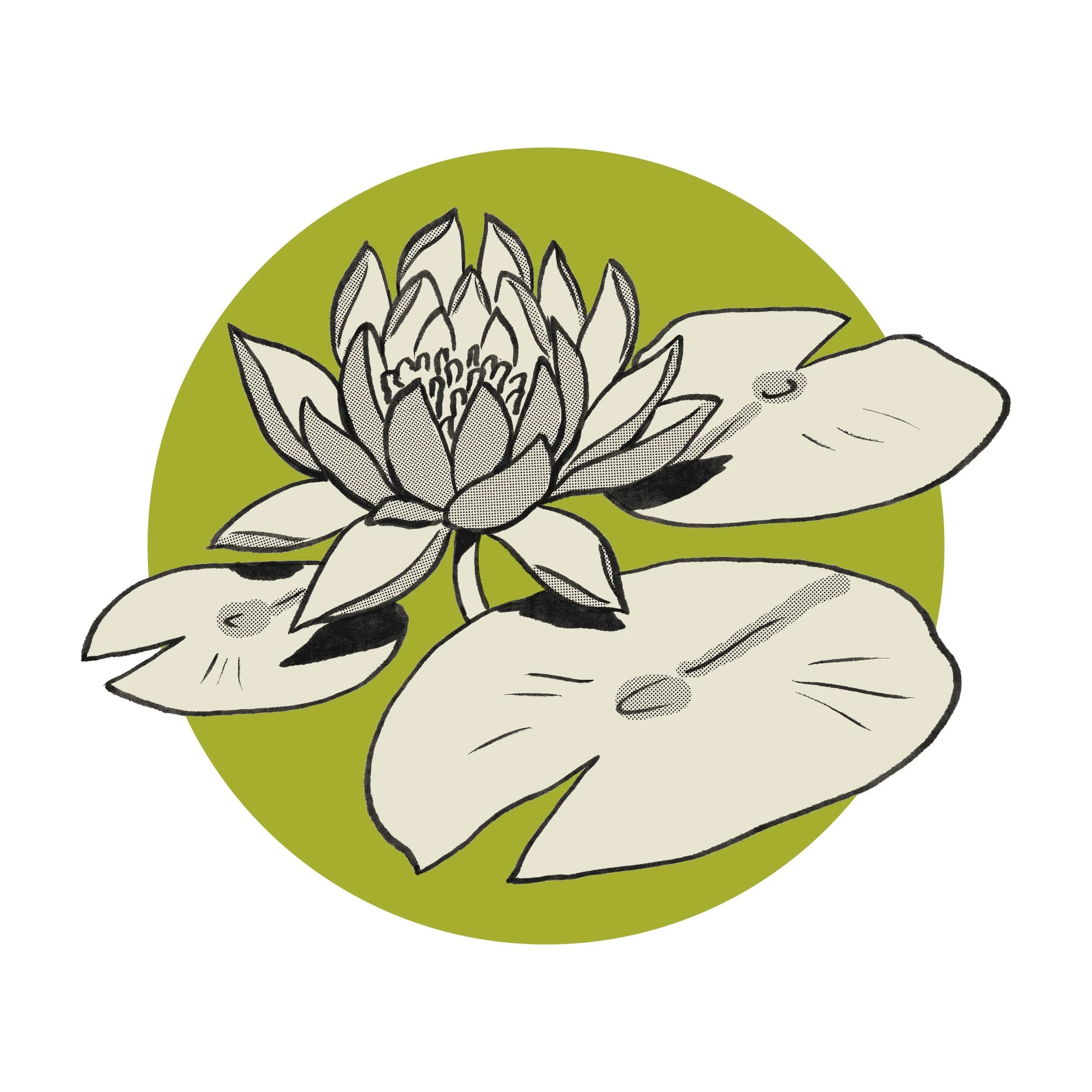 Lily Pad copy.jpg
