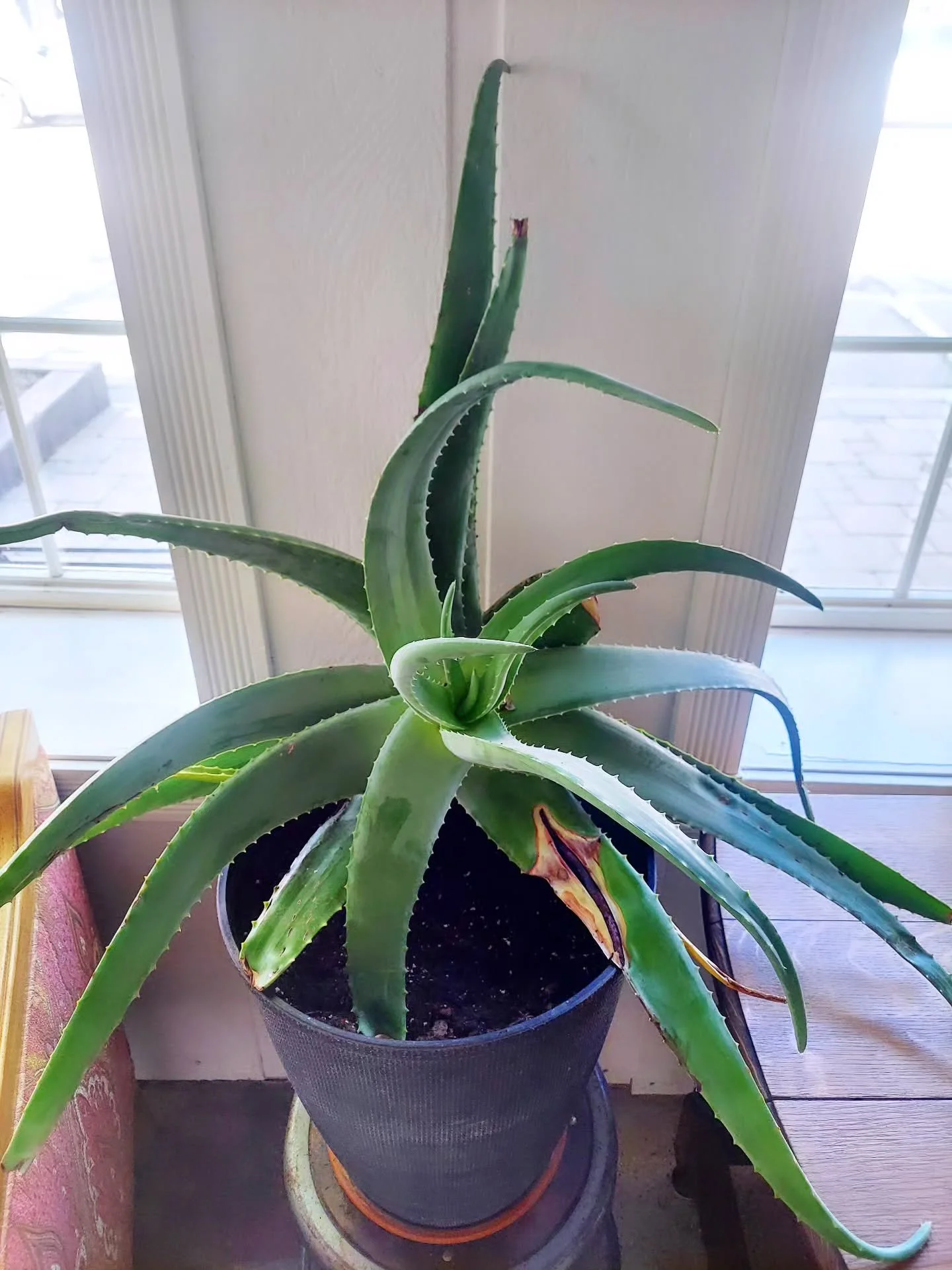🌿Some plants just know what they're doing. The aloe plant doesn't perform wellness. It stores it &mdash; quietly, in the thick of itself &mdash; and offers it when something needs healing.

🌿Healing isn't always visible. Sometimes, you're doing the