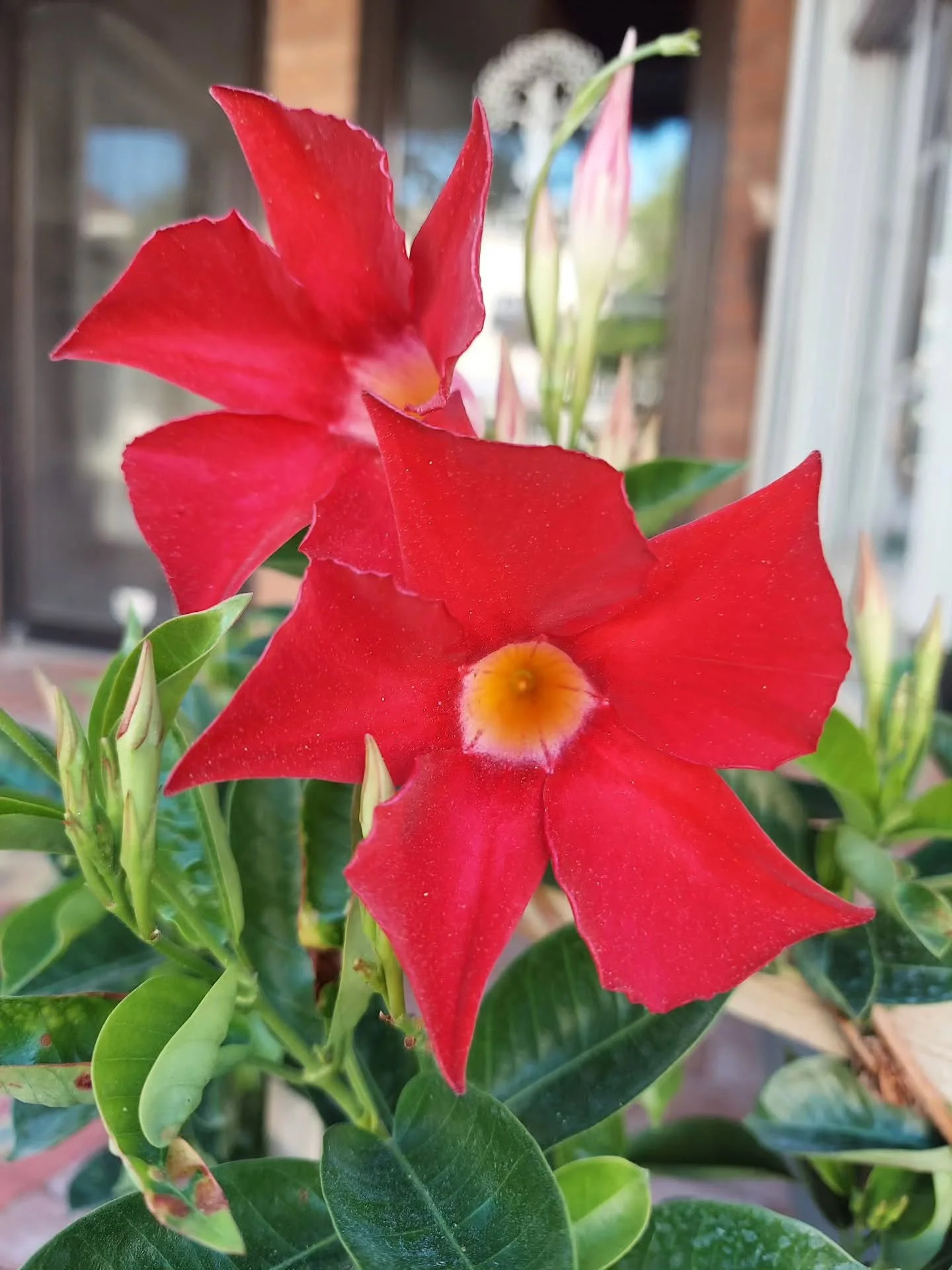 The mandevilla plant beautifully reminds us that we can grow and bloom during the most challenging times of life. 

And, it is during this growth that we learn to cultivate a deep, peaceful trust in our completeness. 

Our yoga practice, much like th