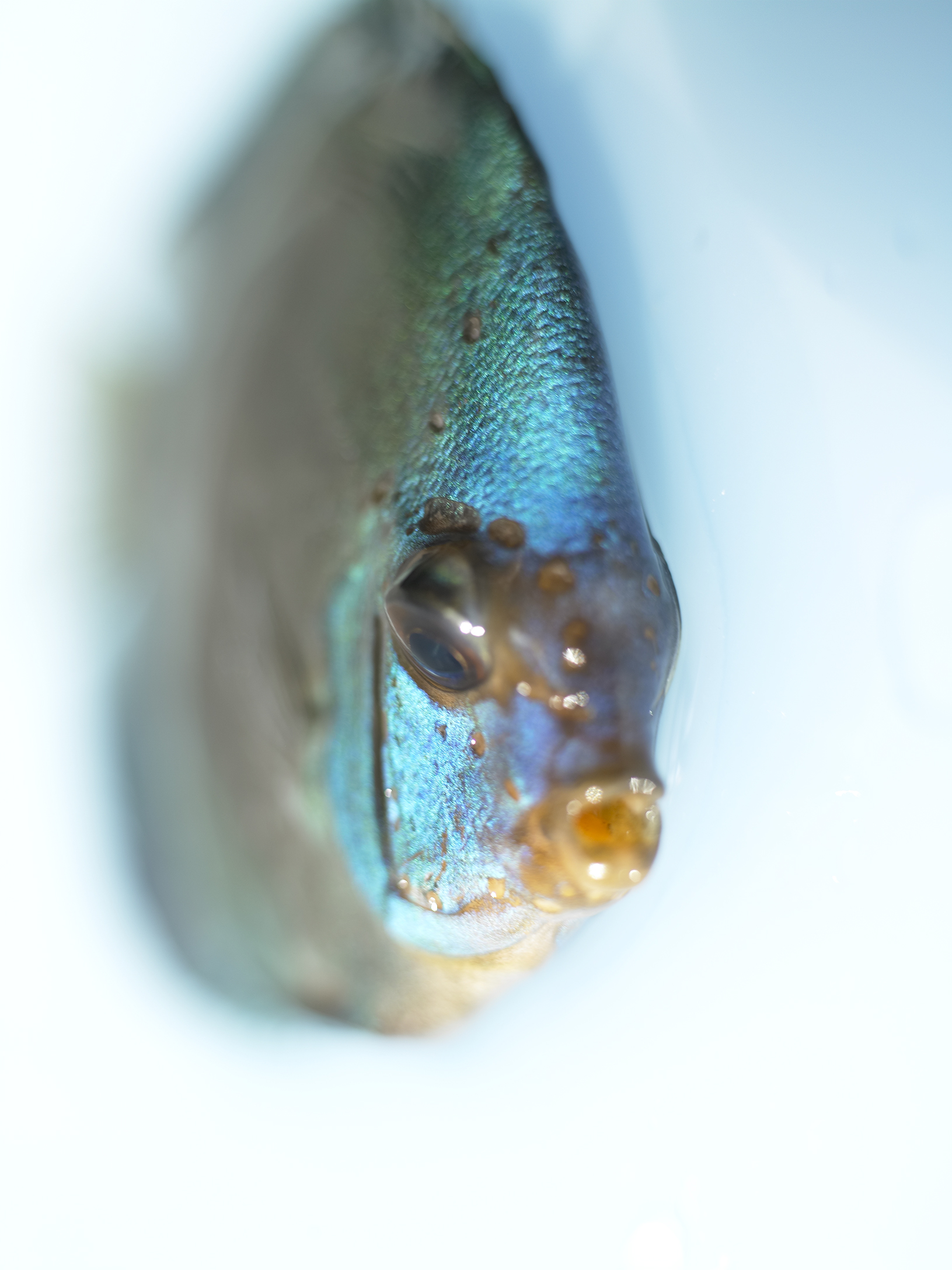 BLUE FISH