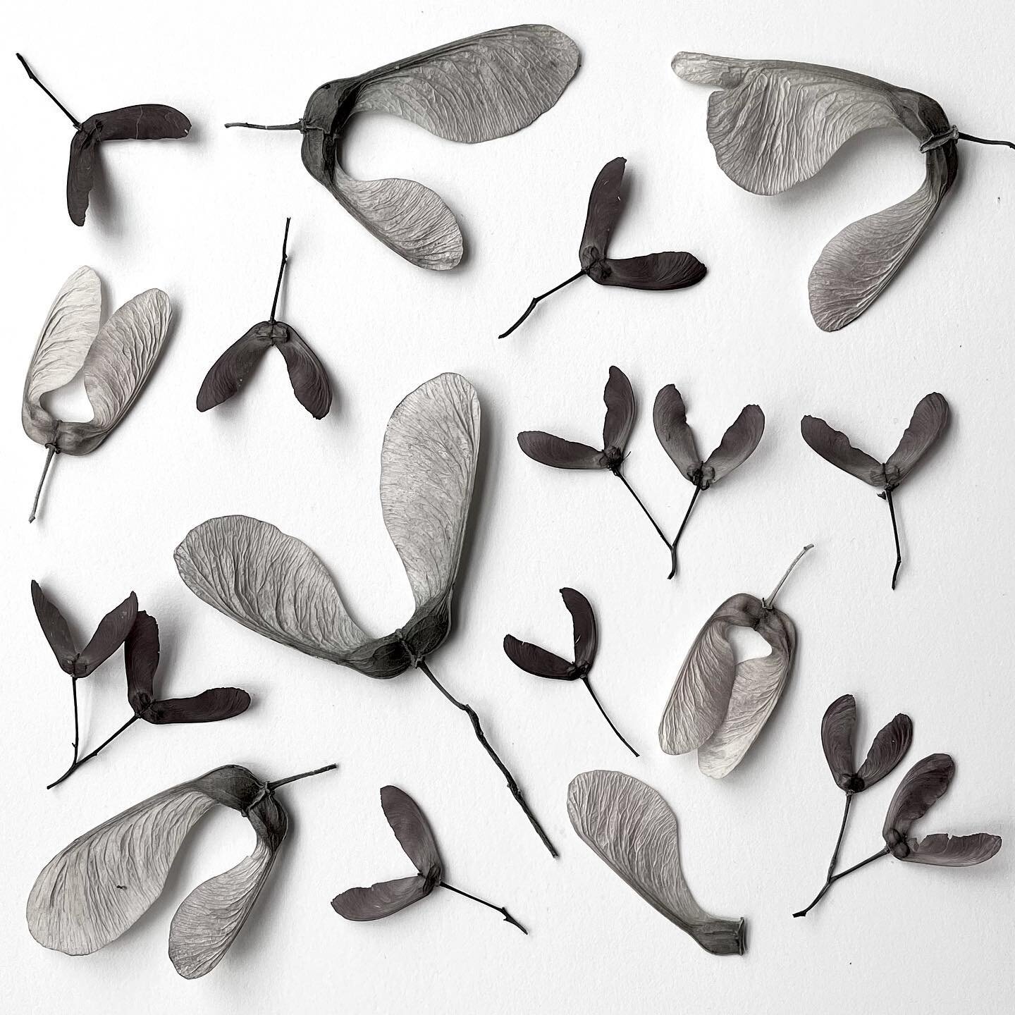 Super excited about these maple tree seed pods. A few years ago I roll printed them onto silver and the results were really cool. This year I found really big ones and tiny ones and look forward to creating some interesting patterns using the differe