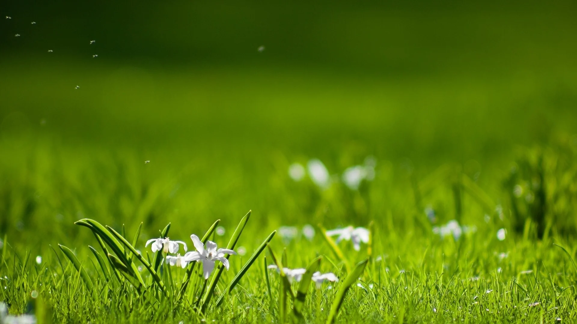 Images-Free-Green-Backgrounds.jpg