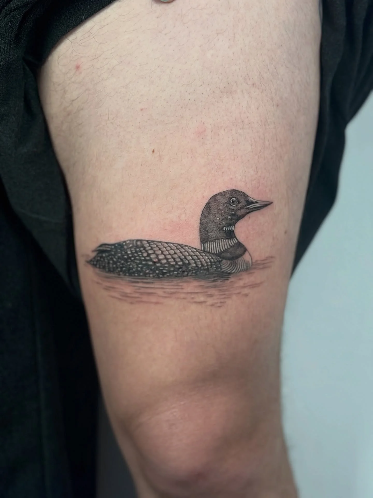 Loon 🖤 Unlike most birds w/ hollow bones for flight, loons have solid bones, making them heavy &amp; excellent divers, though it makes them clumsy on land 🤪🥰 More birds please!