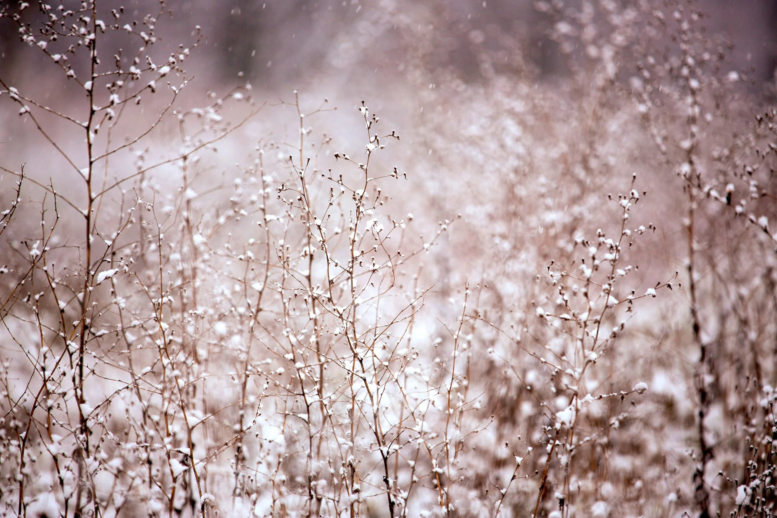bush-cold-nature-6872.jpg