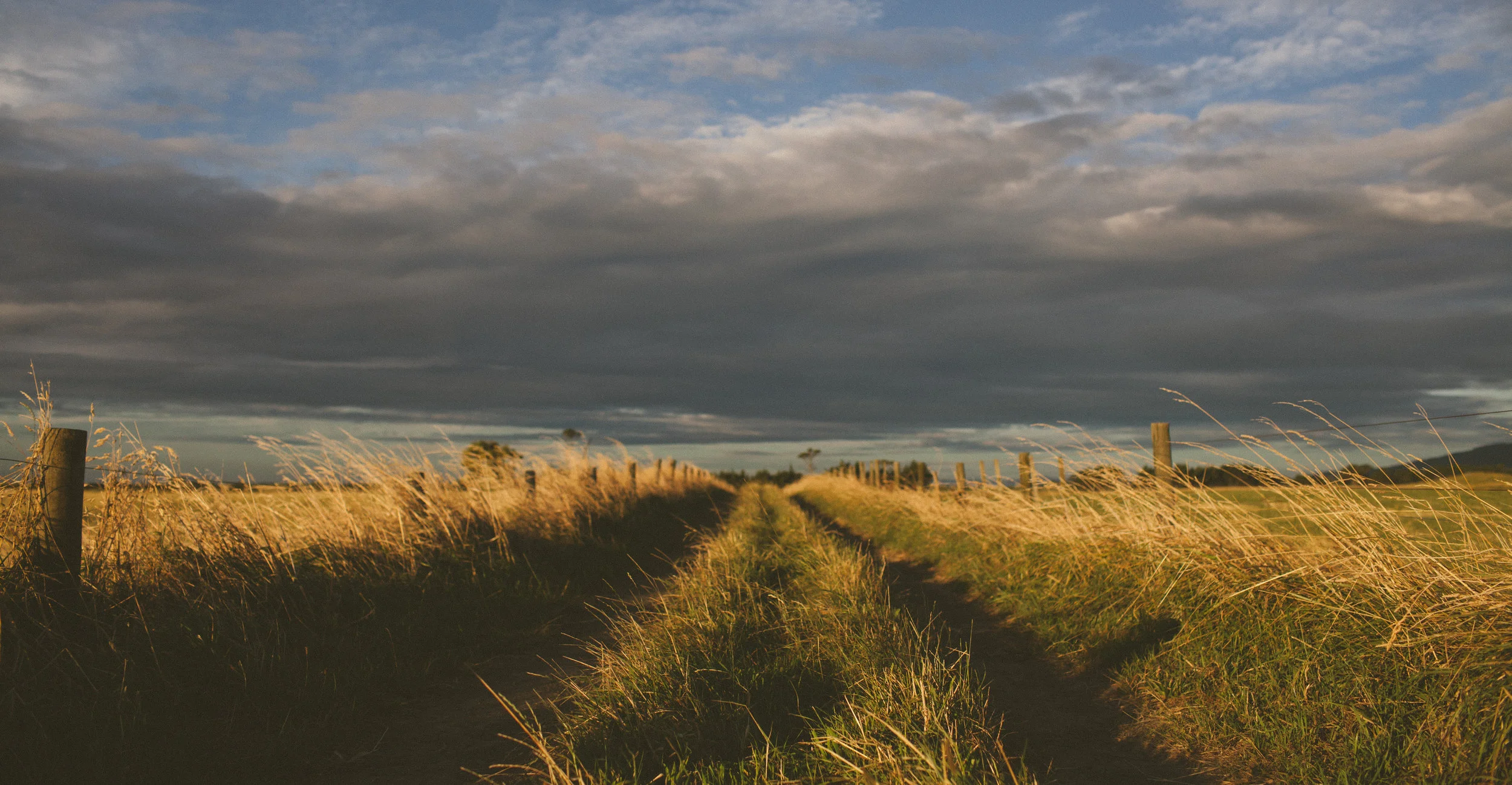 meadow cropped.jpg