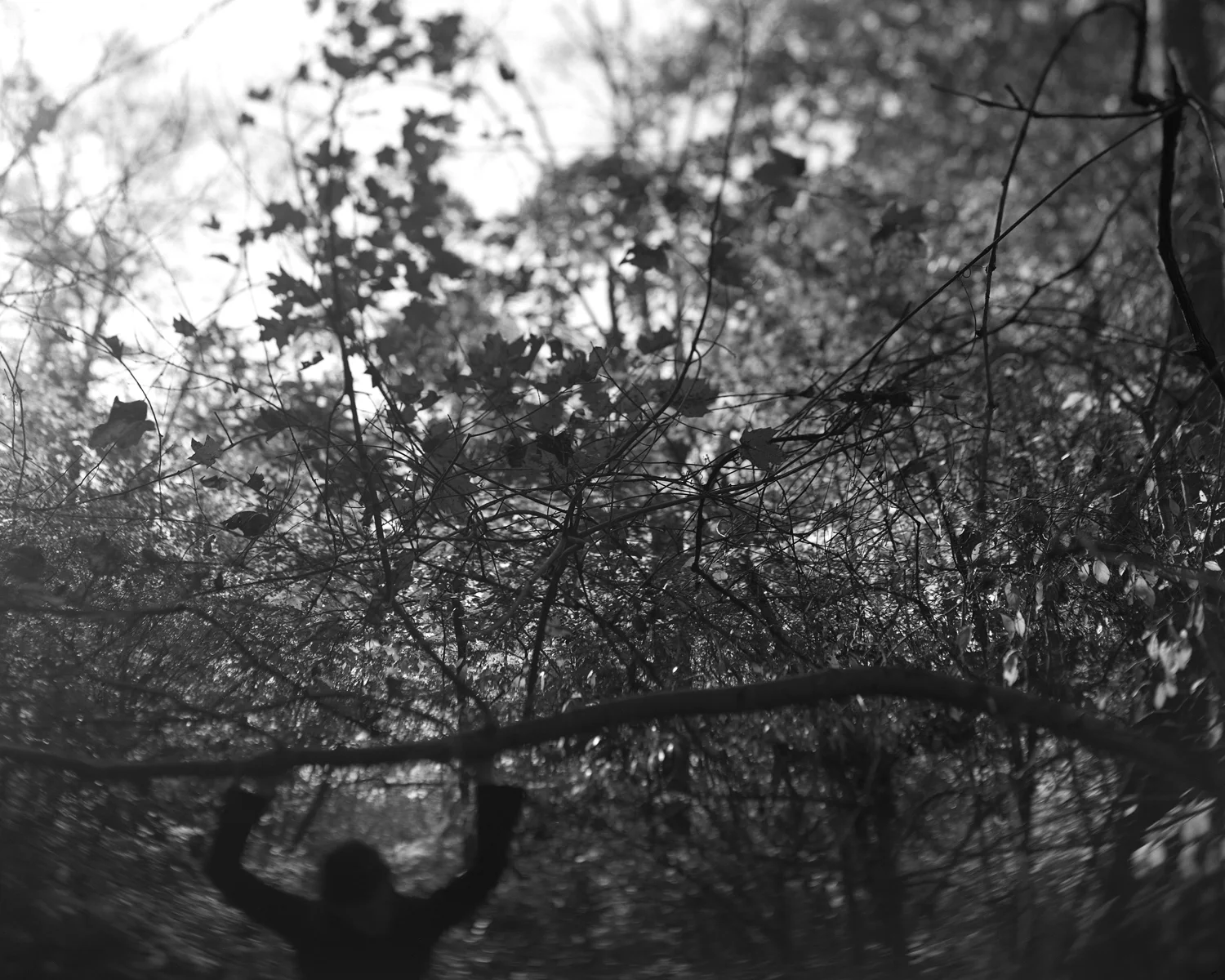 6_Maple_Branch.jpg