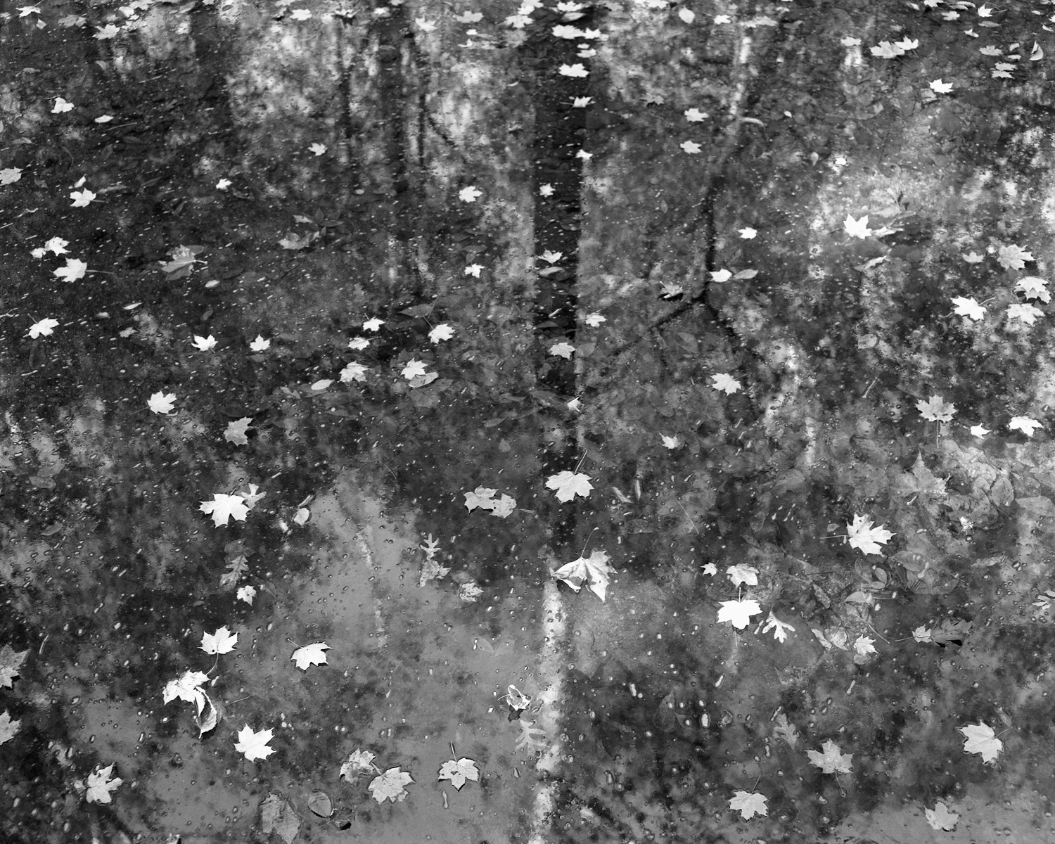 10_Leaves.jpg