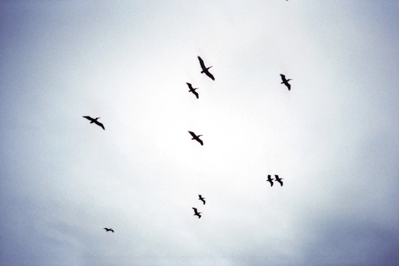 edisto birds.jpg