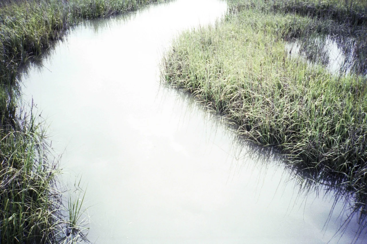 edisto river.jpg