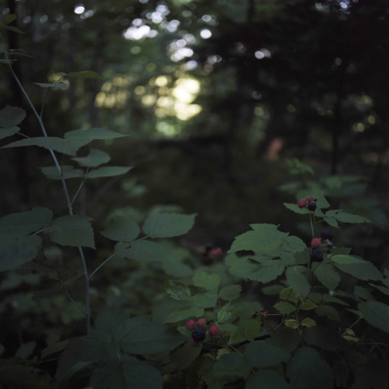 raspberries.jpg