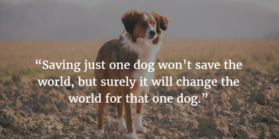 savingonedog.png
