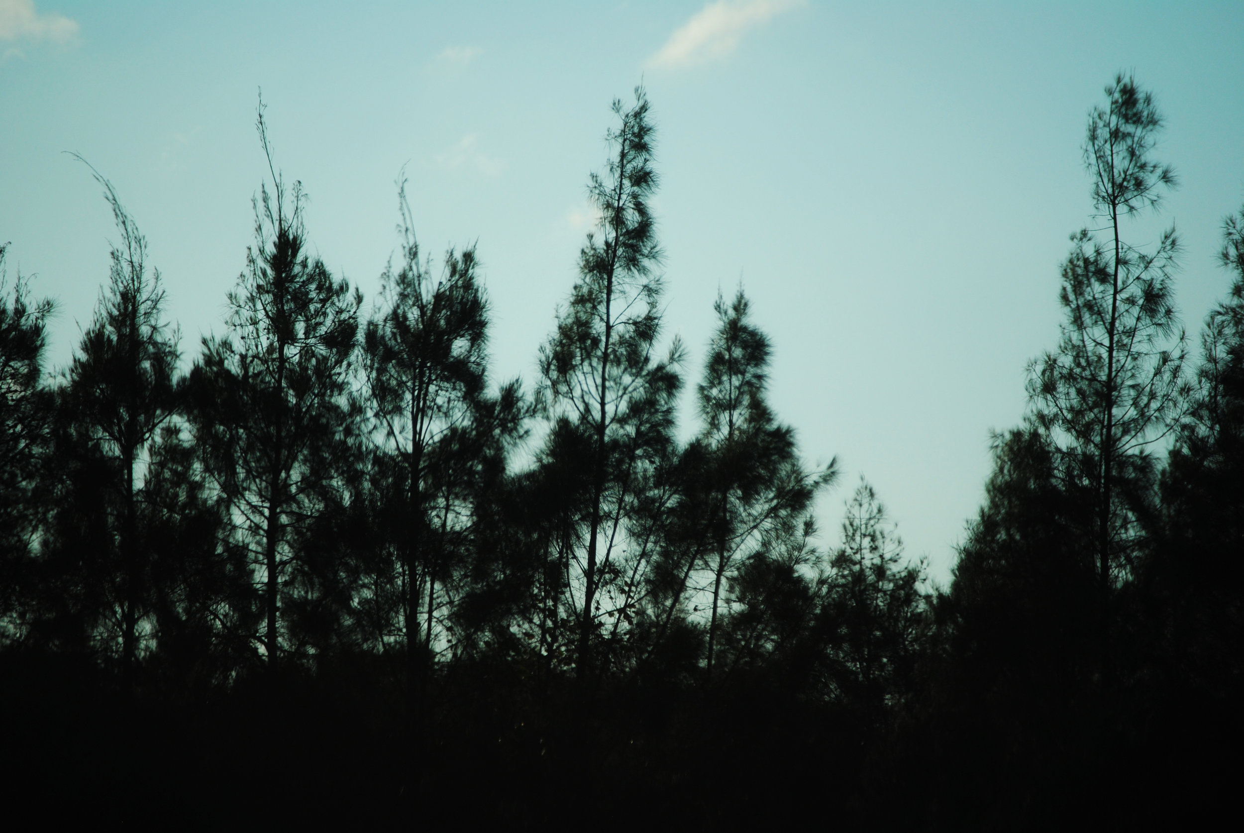 Creepy Pines.jpg