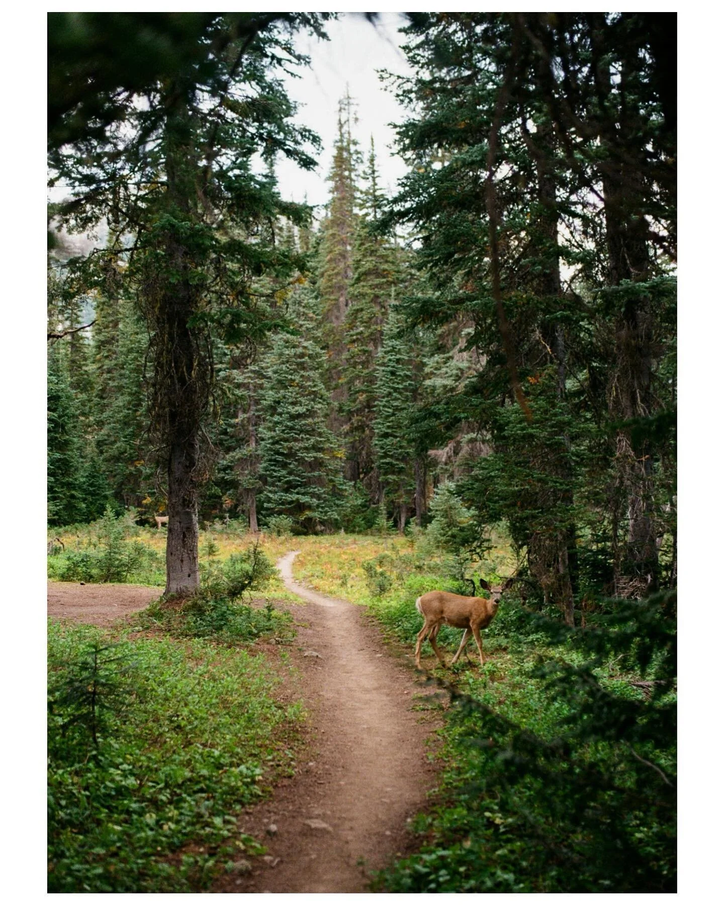 Wake up. Walk. Sleep. Repeat. #kodakcolorplus200