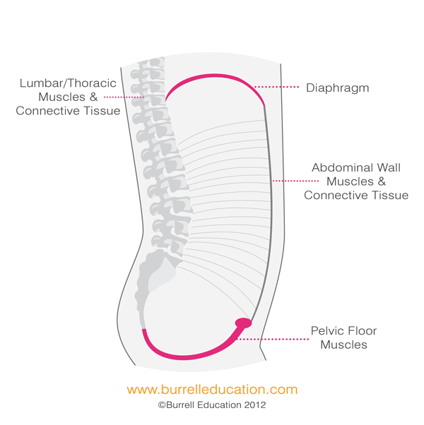 breath-cycle-for-pf-and-diaphragm.gif