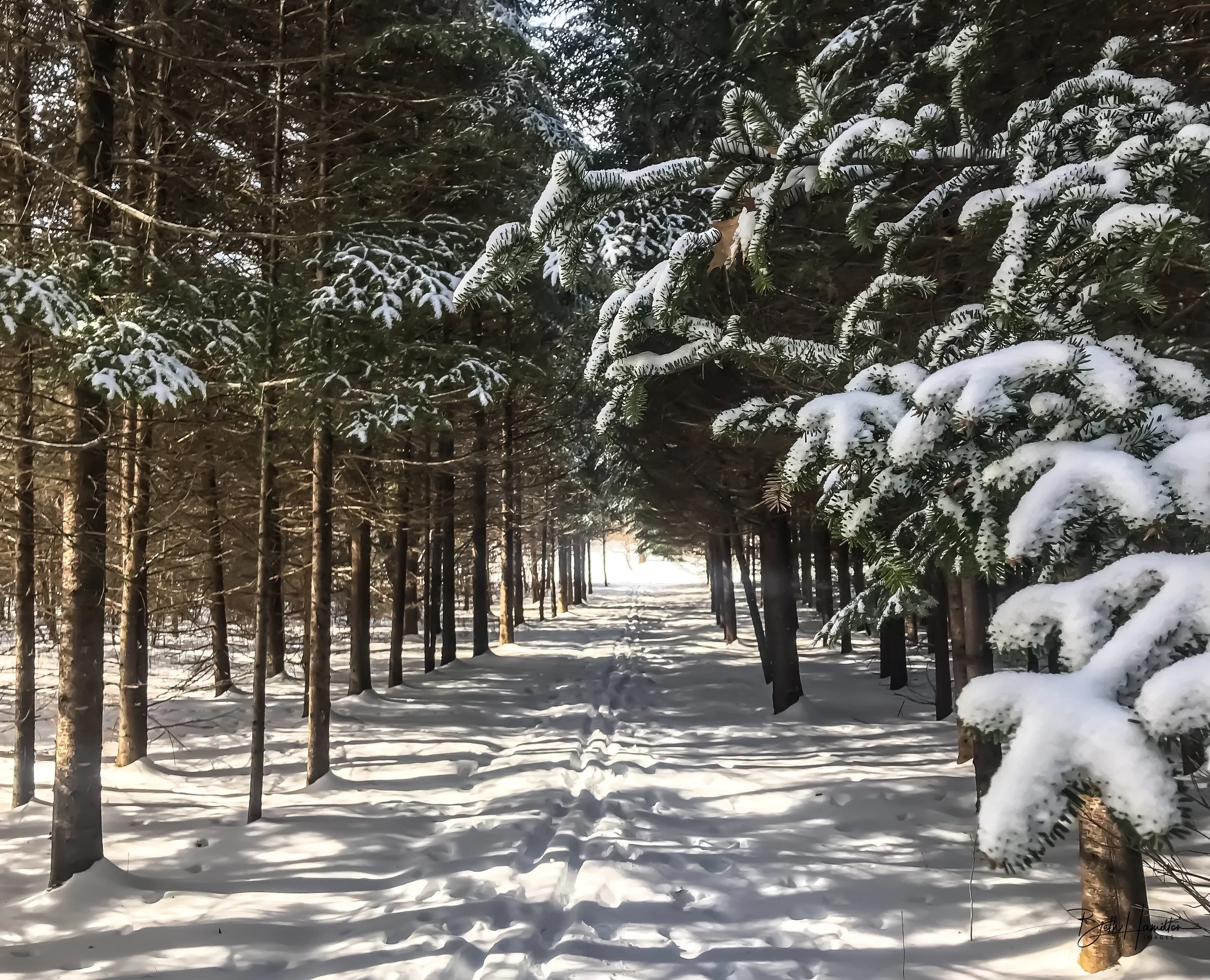 christmas tree alley-8D70EB09-39E3-4538-B1D0-5F93705B6A81.jpeg