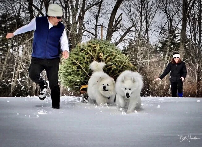 Dogs, Tree, Owner.jpg