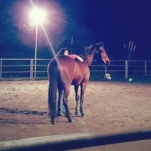 Doing energy healing work in an arena with a new horse whose at liberty to walk away. As you can see he’s really enjoying his time with me!