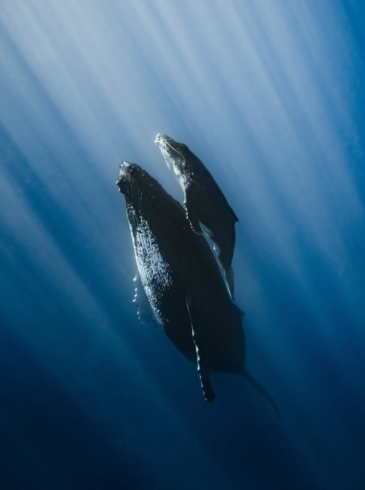 Whale Song Pilgrimage