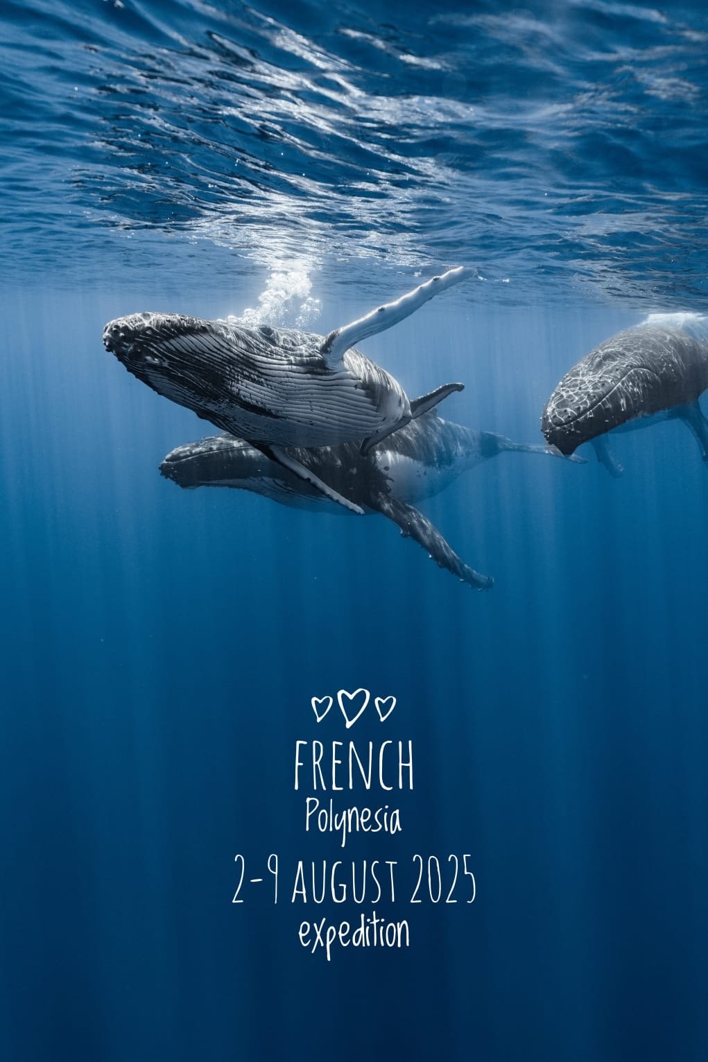 Whale Song Pilgrimage