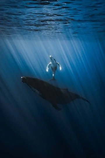 World Oceans Virtual Sound Journey
