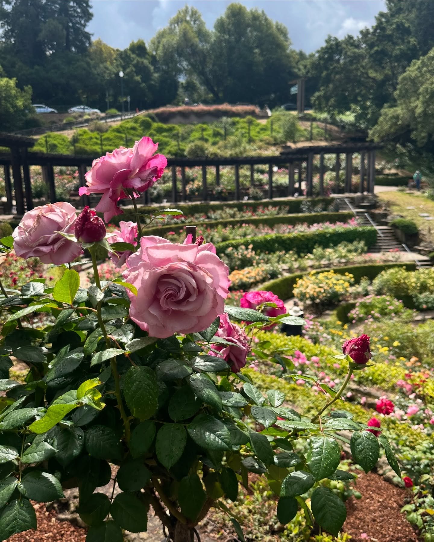 It&rsquo;s rose season! 😍 Beautiful blooms right now at the Berkeley Rose Garden, just 6 minutes from the Luminae space. After your next session, plan time to stop by here and smell the roses! 🌹