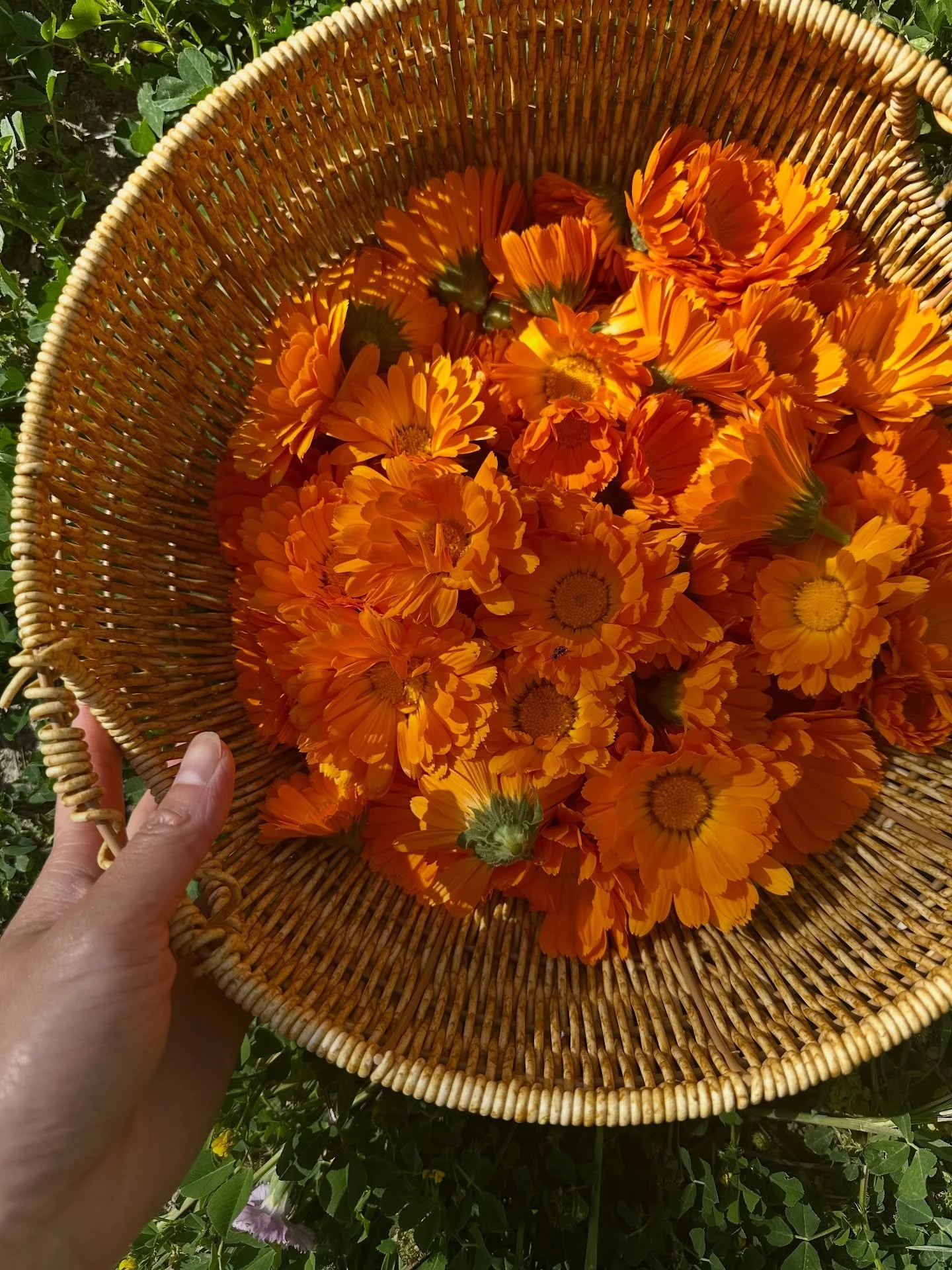 Calendula Balm, we have a freshly handcrafted small batch! 🌼 This moisturizing and soothing herbal balm is great for diaper rash, cracked nipples from breastfeeding, eczema, skin rashes, cuts and scrapes, dry hands and feet. Made especially for babi