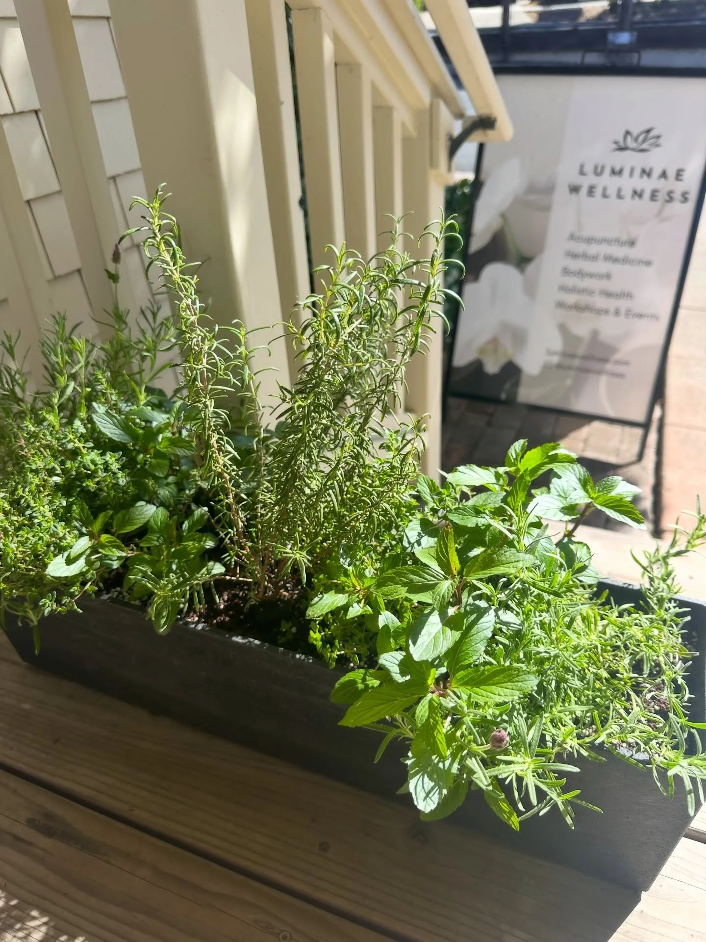Herbal planter box for the porch at Luminae! Mint, thyme, lavender, and rosemary. Both decorative and useful plants for tea and cooking! 🌿