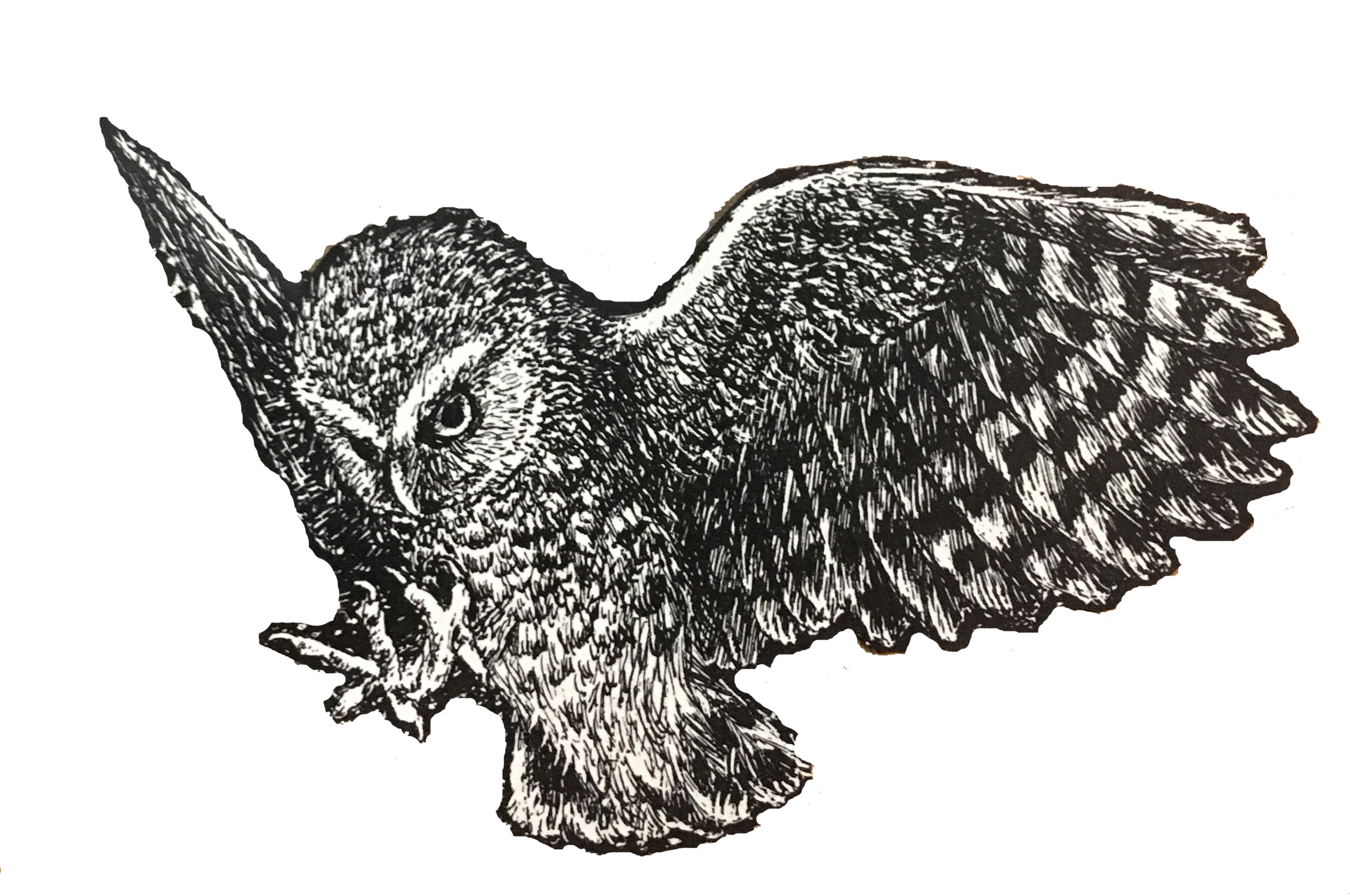 owl.png