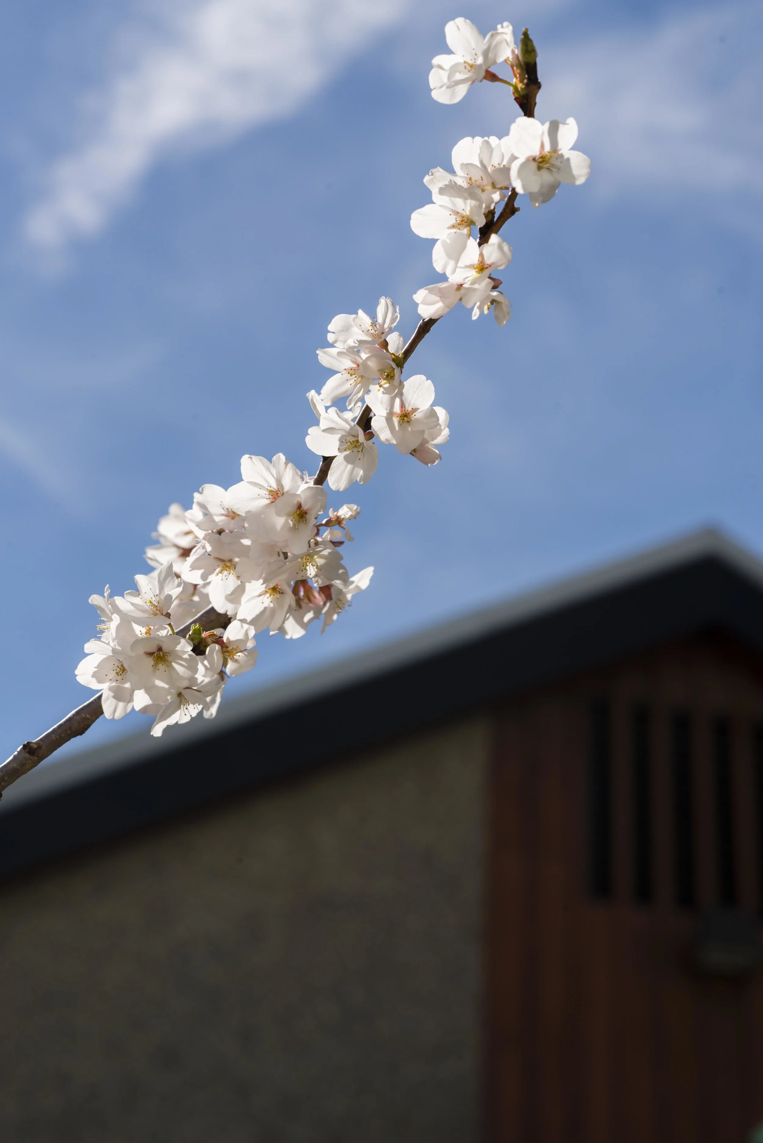 _0002271 copy copy.jpg