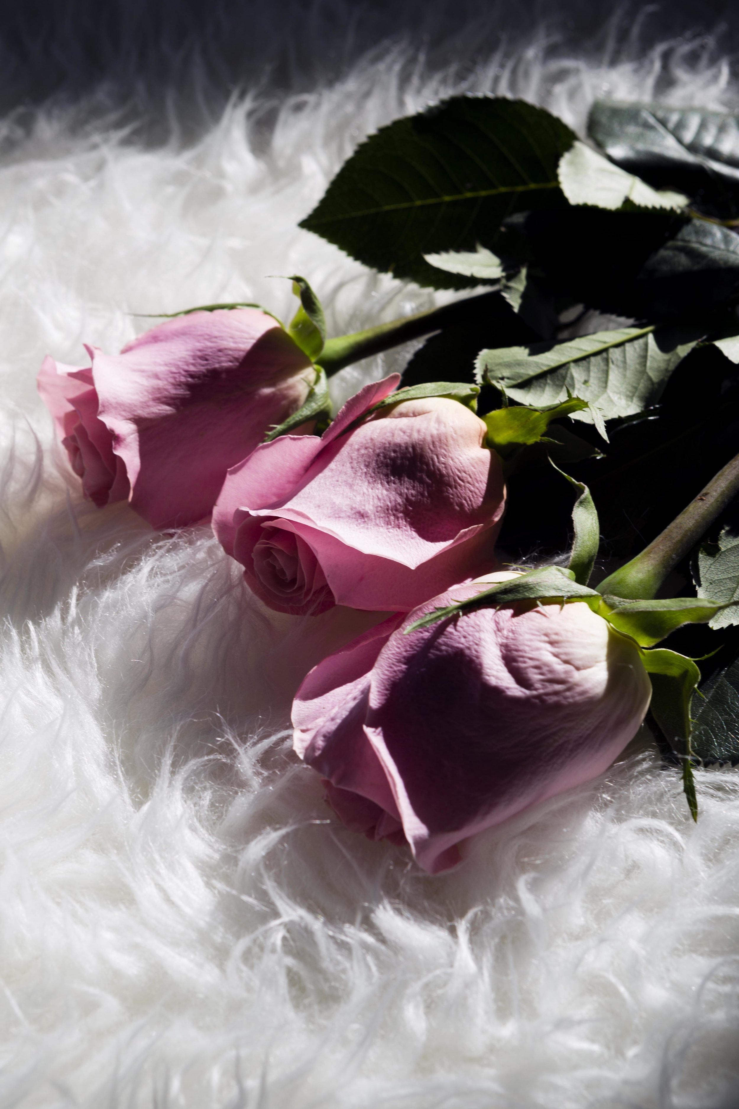 _U7A7563 copy copy.jpg