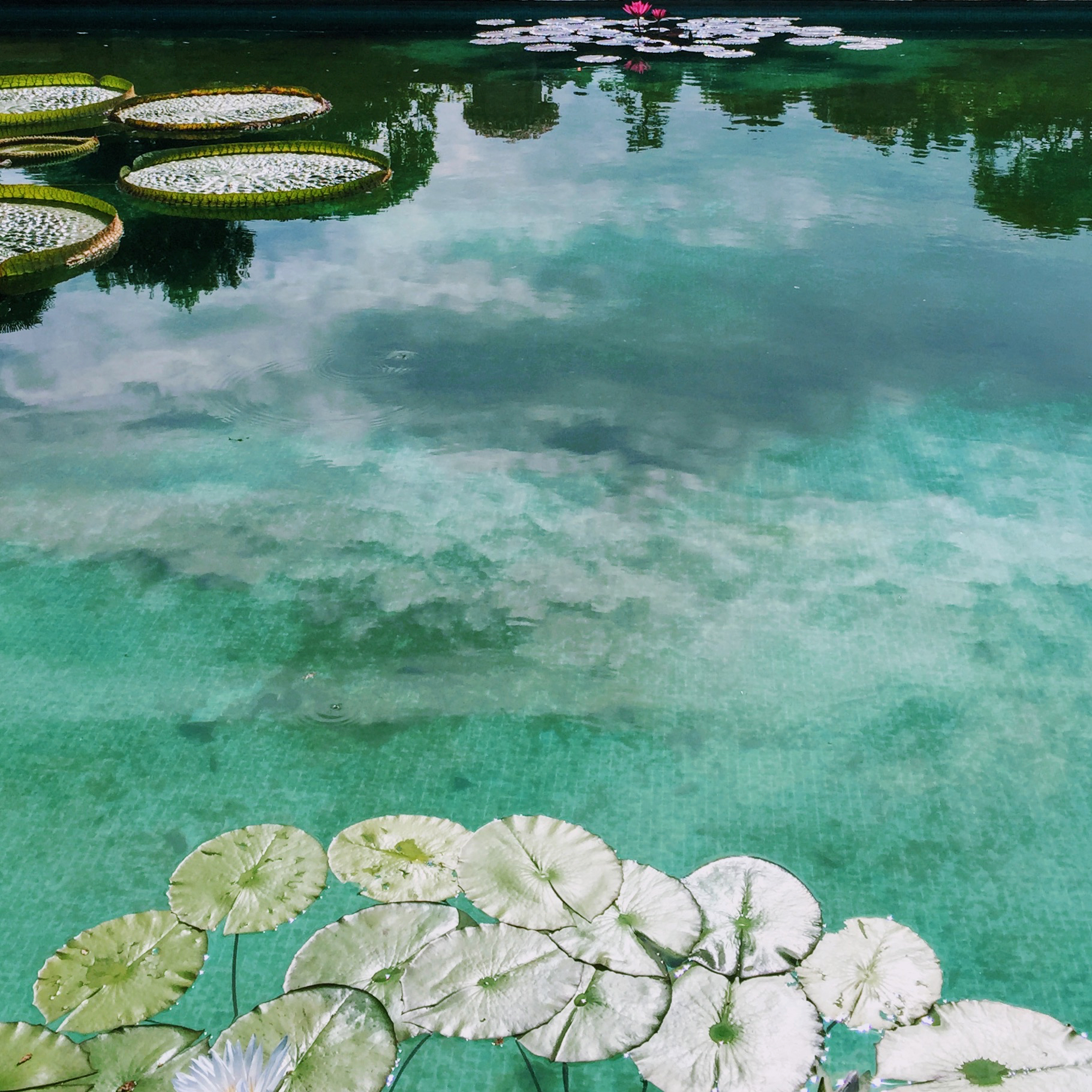 Meditation as a Mirror of Life