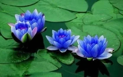 Blue lotus image.jpeg