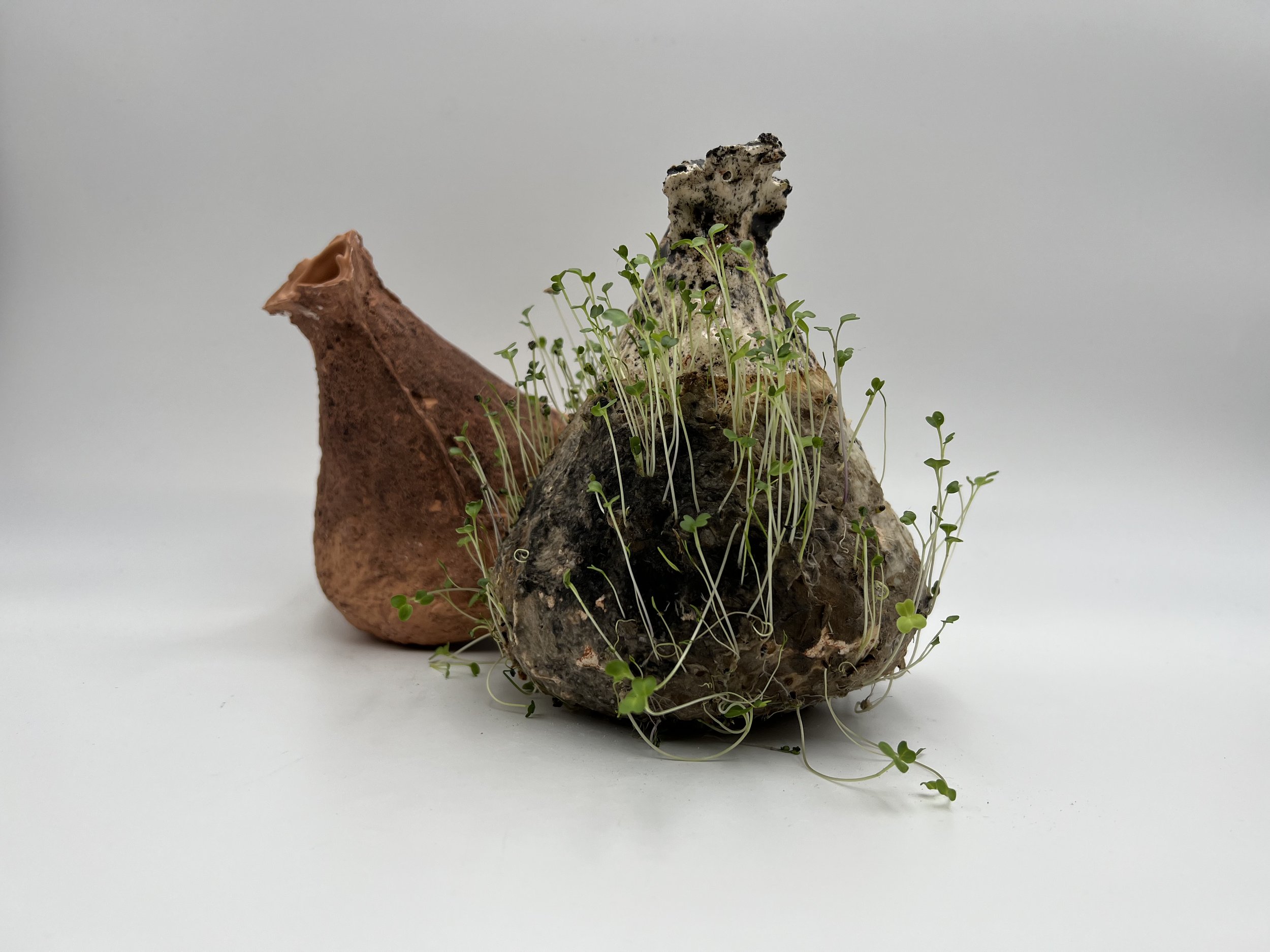 earthdrop, ceramic vessel shaped like a droplet of water but with the texture of the earth. there are two, one in red terracotta nd one in white. the red one is dormant and the other is activated by water, with sprouts growing from its surface.