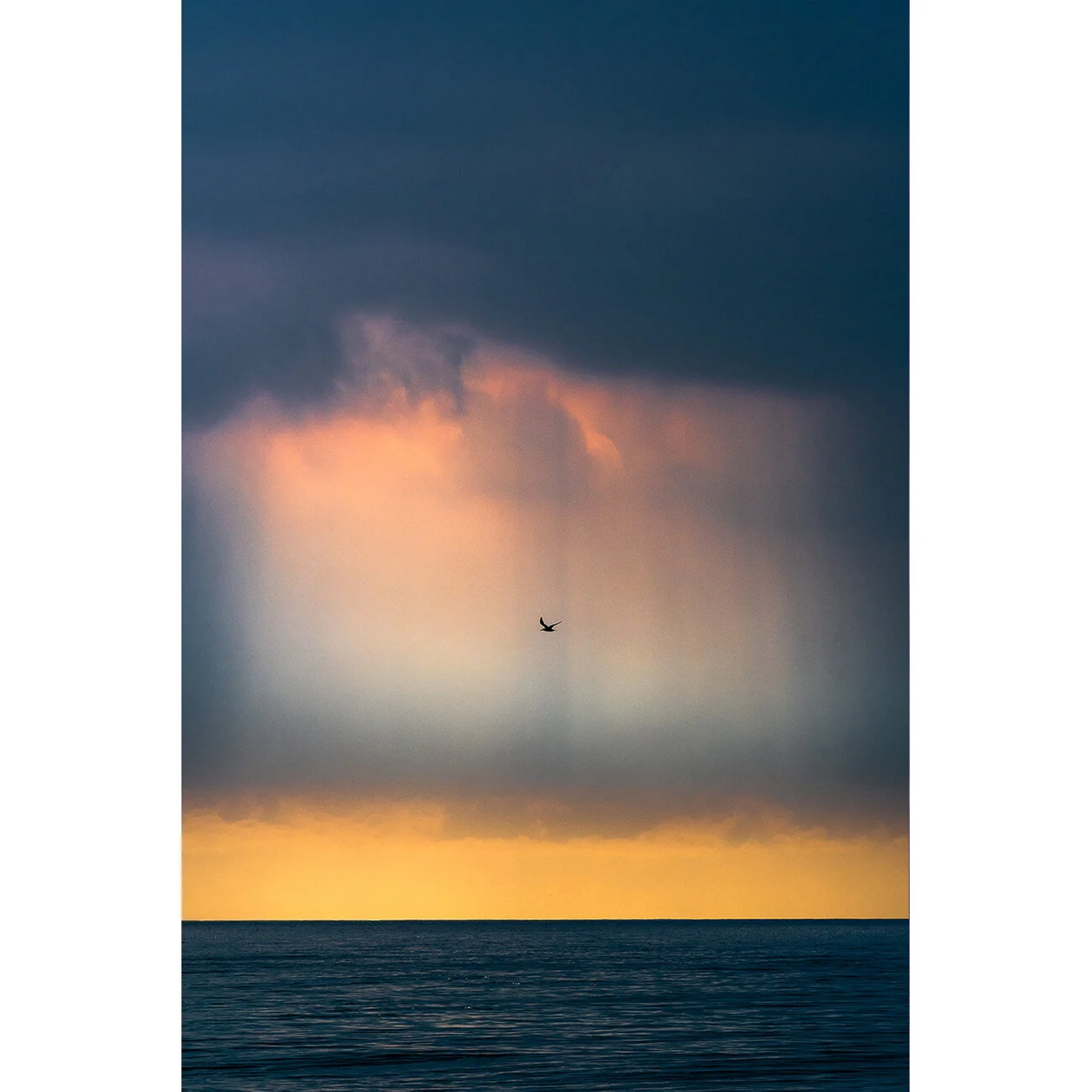 Fraser light bird A4 for web thumbnail.jpg